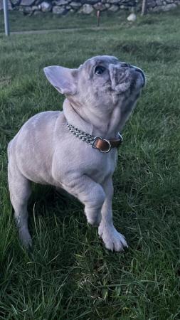 Image 3 of lilac fawn Merle puppies available