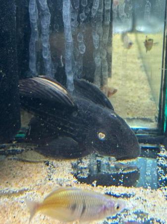 Image 4 of L25 Pleco unsexed Rare to see in the hobby.