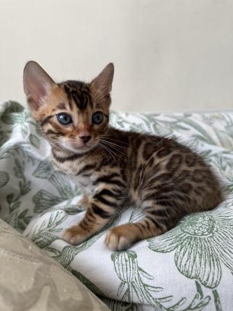 Image 19 of 5 generation TICA registered bengal kittens for sale.