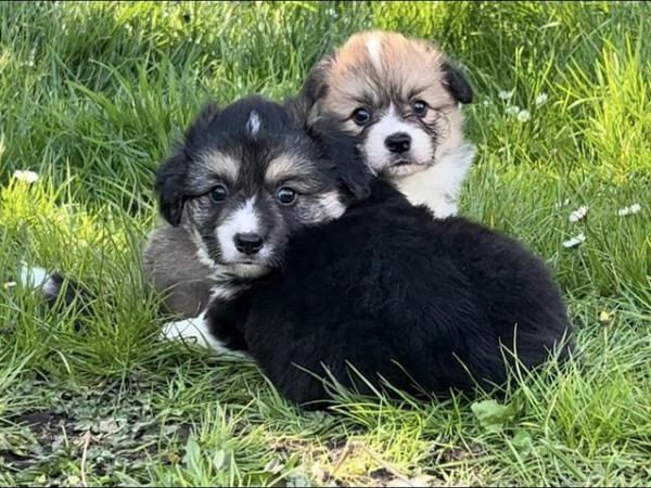Image 10 of 3 Gorgeous KC Corgi Puppies for Sale