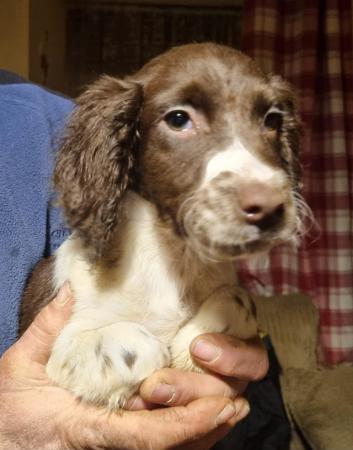 Image 1 of Beautiful sprocker puppies for sale