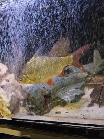 Image 4 of 2 x tinfoil barbs for sale
