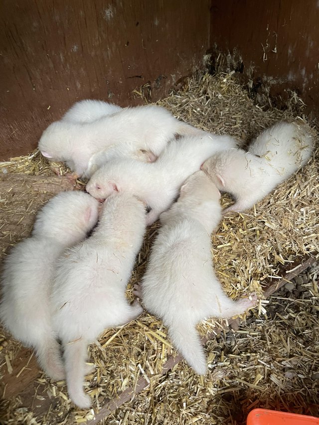 Preview of the first image of Albino ferret kits (hobs).