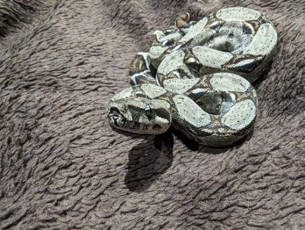 Image 8 of Baby Boa Constrictor Imperator