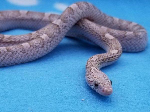 Image 4 of FOR SALE - 2022 Corn Snakes ultramel diffused granite pied