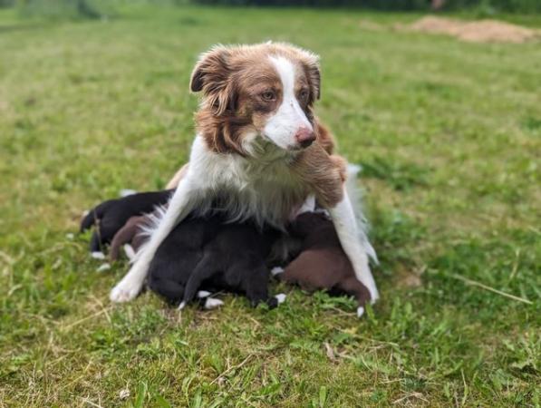Image 2 of 5 beautiful border collie puppies (4 males and 1 female)
