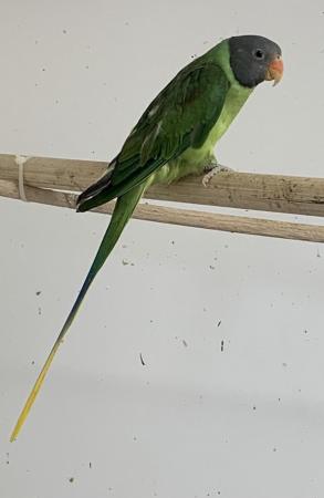 Image 1 of Slaty head parakeets for sale