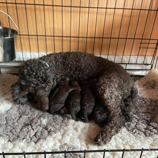 Preview of the first image of Gorgeous chocolate brown Miniature Poodle Puppies.