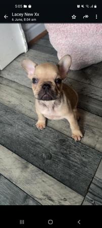 Image 4 of 9 week old Frenchies. 1 x girl