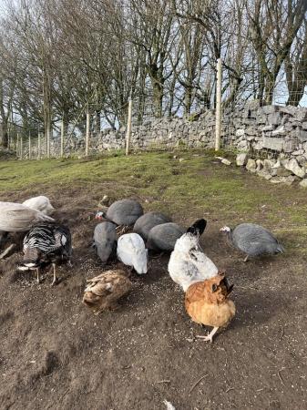 Image 3 of In lay hens for sale mixed variety