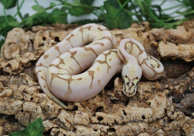 Preview of the first image of Cb23 Enchi Fire Lesser Pastel Spider het DG Royal Python.