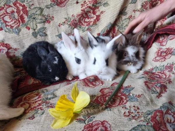 Image 1 of 2 Baby does Vaccinated RHD Mini lop cross mini Rex