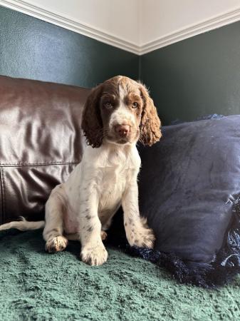 Image 6 of beautiful cocker spanielready now 1 boy left ready now