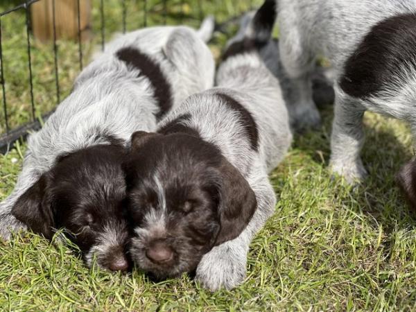 Image 1 of Beautiful German Wire Haired pointer puppies