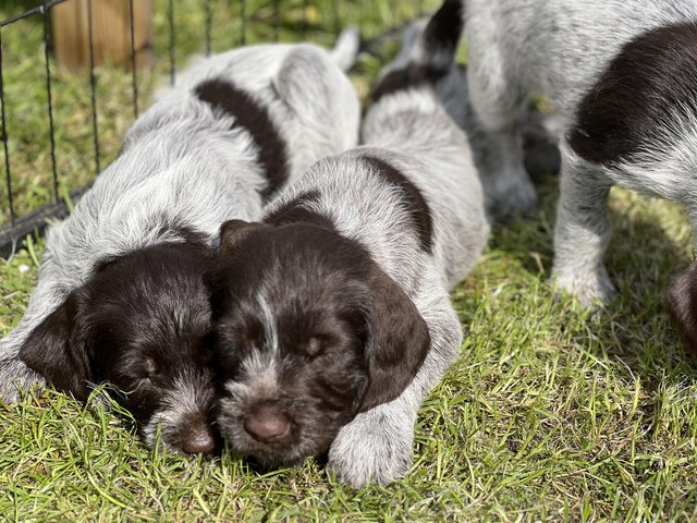 Preview of the first image of Beautiful German Wire Haired pointer puppies.
