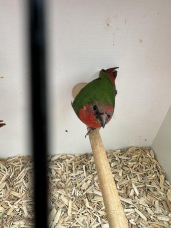 Image 4 of Red Headed (Split for Lutino & Sea Green) Parrot Finch Cocks