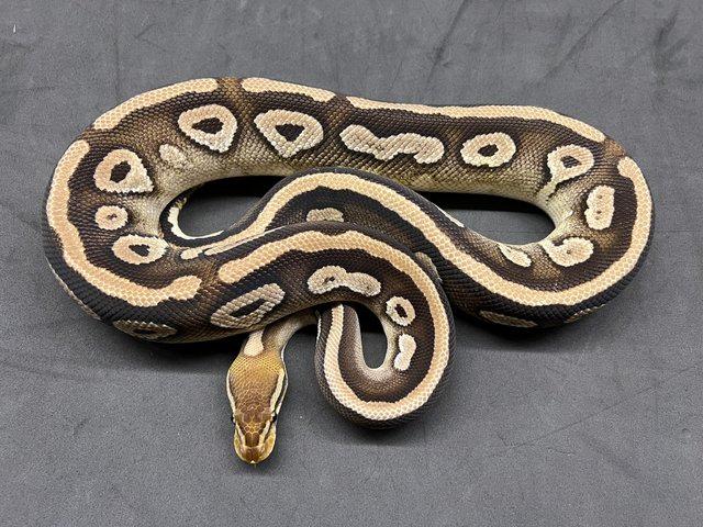 Preview of the first image of REDUCED Pastel Mojave het Hypo het Pied Male ball python.
