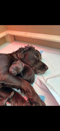 Image 5 of Kc registered cocker spaniel puppies ready on 16th May