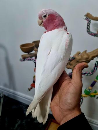 Image 1 of Gorgeous baby lutino galah cockatoo