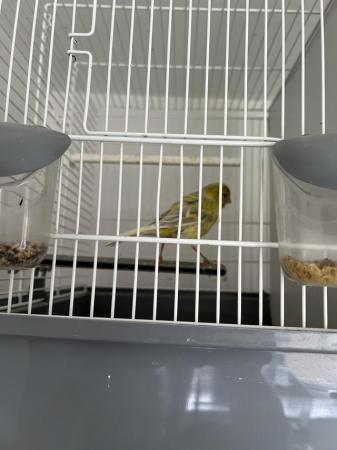Image 2 of 4 male canaries for sell