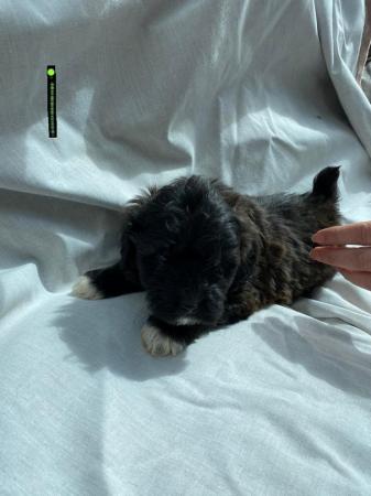 Image 8 of Poodle cross pups 8 weeks old......