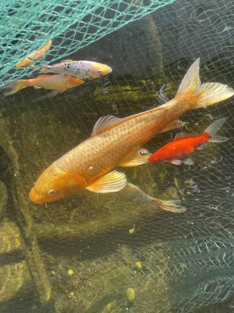 Image 3 of Large Koi Carp pond fish
