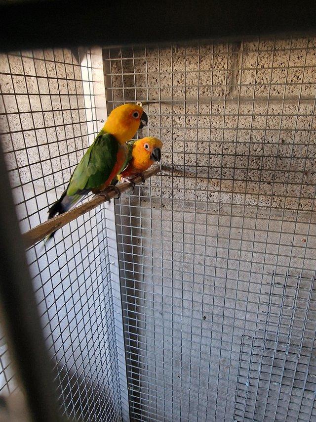 Preview of the first image of Breeding pair jenday Conure.