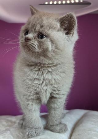 Image 6 of Pedigree British Shorthair Kittens