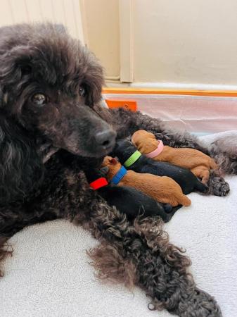Image 6 of KC registered toy poodle puppies LAST BOY