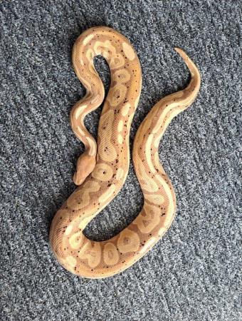 Image 11 of Royal python collection - REDUCED PRICES