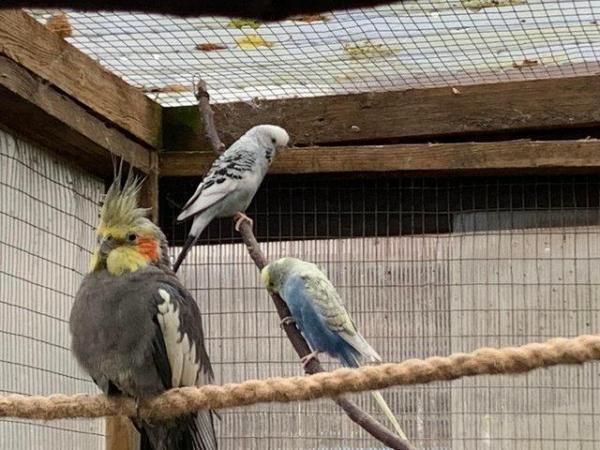Image 2 of Pet and Aviary birds taken in