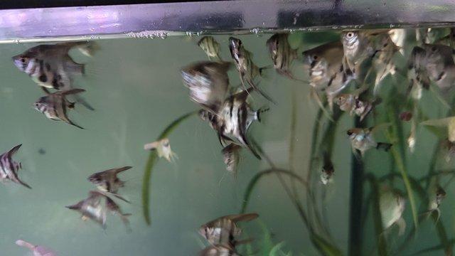 Image 2 of Young Marble angel fish, very healthy feeding well