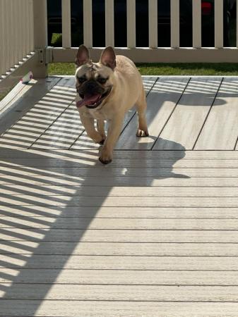 Image 3 of 9 month old frenchie female