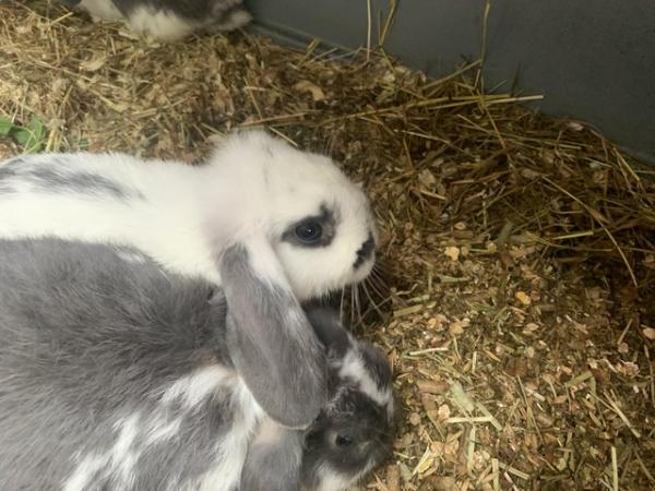 Image 3 of BABY MINI LOPS LOOKING FOE EVER HOMES