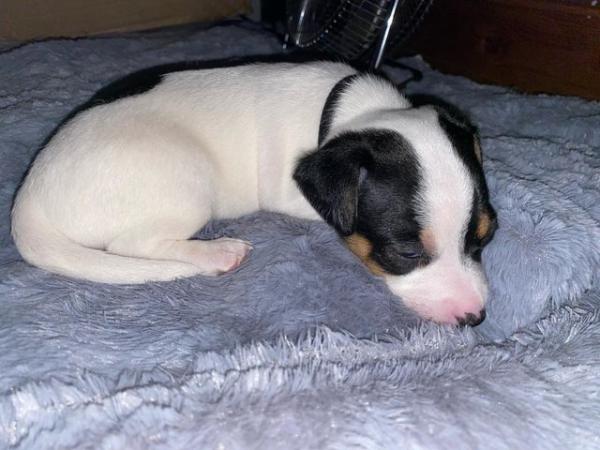Image 5 of Jack Russell puppies ready to go in 3 weeks