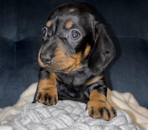Image 19 of KC Registered Miniature Dachshund puppies.