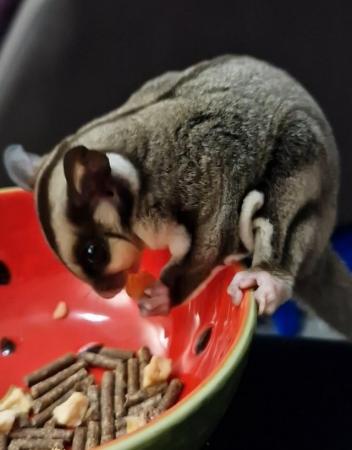 Image 3 of 15 month old Male Sugar Glider