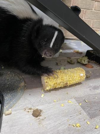 Image 5 of 6 lovely baby skunks for sale
