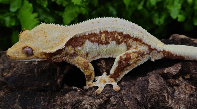 Image 1 of Dark Red Lilly white Female crested gecko