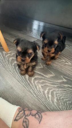 Image 1 of Adorable teacup Yorkshire Terrier Puppies