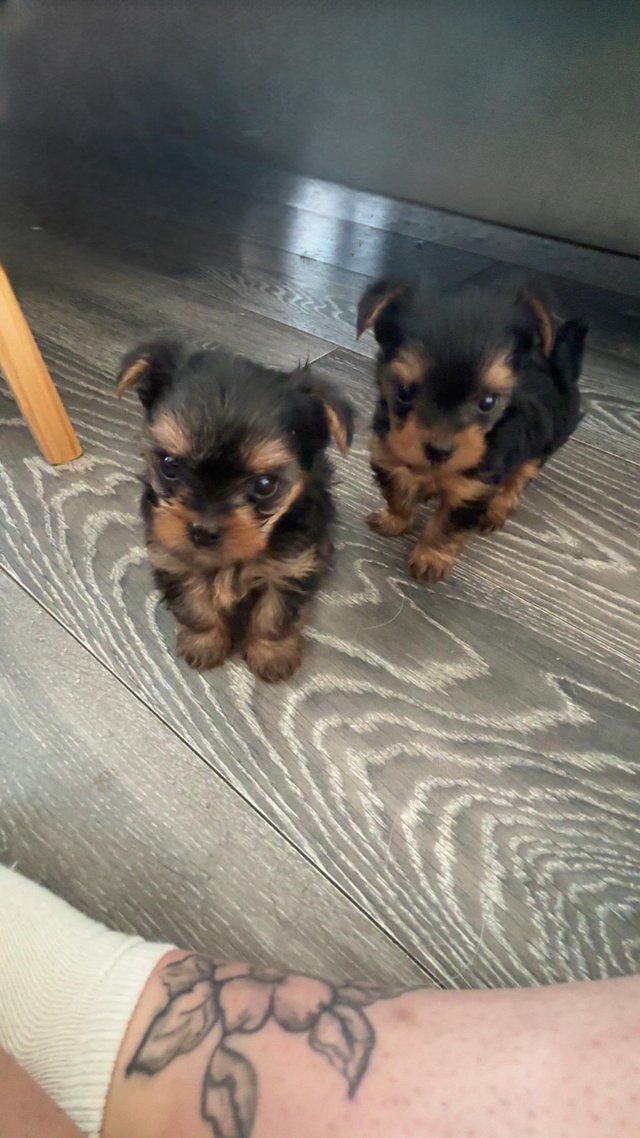 Preview of the first image of Adorable teacup Yorkshire Terrier Puppies.