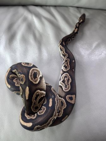 Image 5 of ball pythons male and female