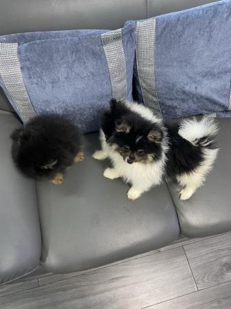 Image 4 of Pomeranian puppies 1 boy available black and tan