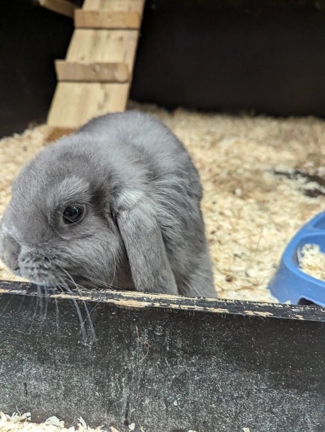 Preview of the first image of Mini Lop Male Rabbits for Sale.