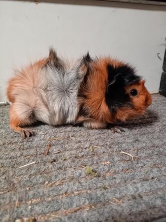 Image 5 of Pure Bred Guinea Pigs For Sale