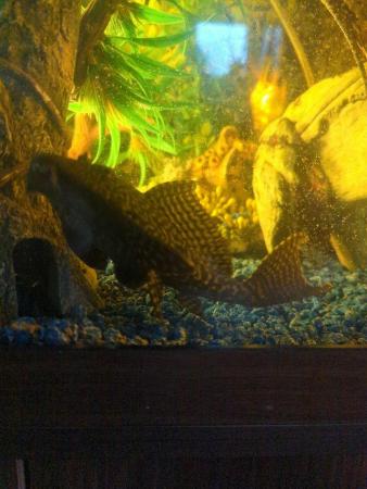 Image 4 of Medium-sized PLEC.MUST BE THE ONLY PLEC IN YOUR SET UP.