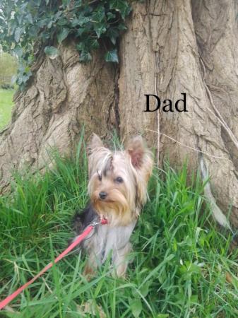 Image 3 of Shorkie silver shorkie boy only boy now available