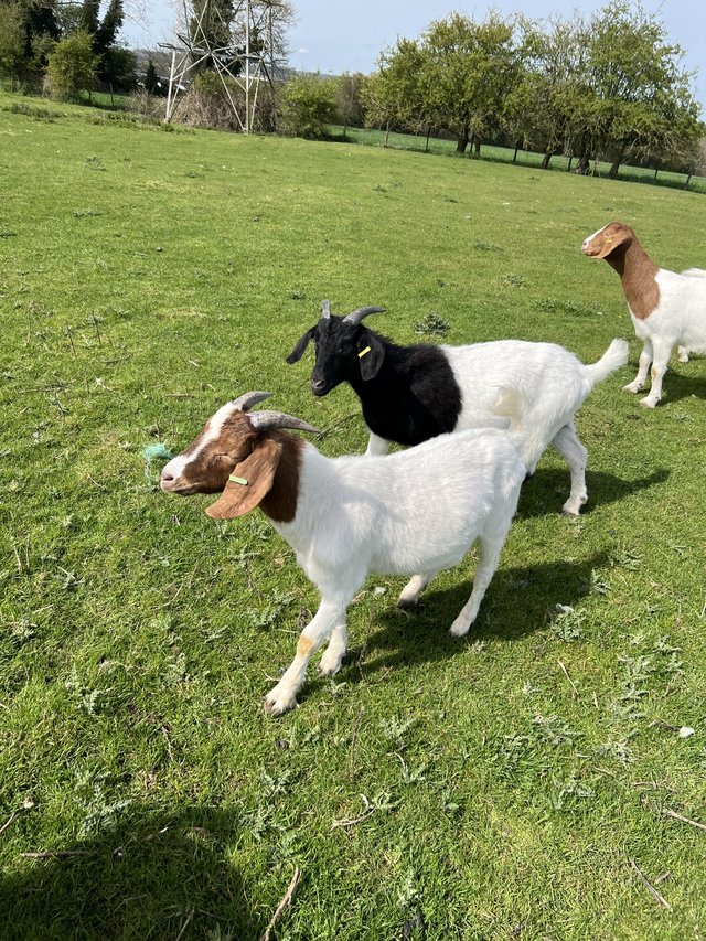 Preview of the first image of 2023 born weather Boer goats for sale.