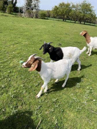 Image 1 of 2023 born weather Boer goats for sale