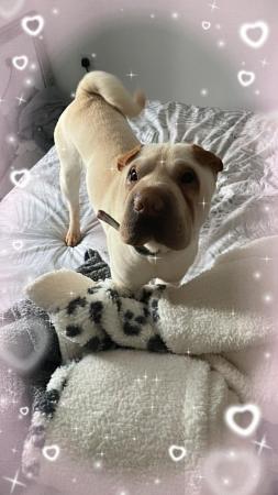 Image 1 of Young male Shar Pei needs loving home